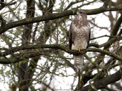 Buizerd  20240411  Voor het bedienen van zijn maag moet de buizerd het hebben van zijn ogen. Zijn ogen presteren immers erg goed. Dat loont natuurlijk alleen als je ook een goed uitzicht hebt. Daarom zoekt de buizerd het graag wat hoger op. Op een weidepaal of liever nog in een boom aan een bosrand zoals hier in de Oude Buisse Heide.