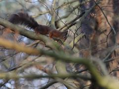 Eekhoorn  20240405  Als een bloeddruk verlagend medicijn, zo ervaar ik een rode pluimstaart in de vrije natuur. Waarom weet ik niet goed. Vanwege de pluimstaart, het handige geklauter, het gedrag? Wellicht. Maar ik zal vast niet de enige zijn die het een erg leuk diertje vind.