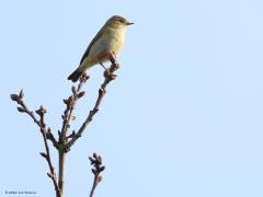 Fitis  20240410  Afgelopen zaterdag hoorde en zag ik dit jaar voor het eerst weer eens een energiek fluitende fitis. Dat was bij de heide van de Oude Buisse Heide. Het werd tijd want de eerste kunnen al in de eerste weken van maart terug komen uit het warmere zuiden. Ze willen weten dat ze er zijn en zitten graag goed zichtbaar hoog in een struik of kleinere boom. En, niemand wil zijn leuke liedje in het voorjaar missen.