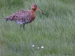 Grutto  20240419  Gefotografeerd op een bewolkte dag met af en toe regen. Die regen hebben we al veel gehad de laatste tijd. Het is dan ook overal erg nat. Laten we hopen dat dat voor de grutto gunstig is. Immers die moeten met hun lange snavel de grond in kunnen prikken op zoek naar wormen etcetera. De droogte van de laatste jaren heeft er aan bijgedragen dat het slecht gaat met deze mooie vogel. Vanaf 1990 gaat de soort ernstig achteruit.