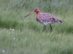 Grutto  20240419  Gefotografeerd op een bewolkte dag met af en toe regen. Die regen hebben we al veel gehad de laatste tijd. Het is dan ook overal erg nat. Laten we hopen dat dat voor de grutto gunstig is. Immers die moeten met hun lange snavel de grond in kunnen prikken op zoek naar wormen etcetera. De droogte van de laatste jaren heeft er aan bijgedragen dat het slecht gaat met deze mooie vogel. Vanaf 1990 gaat de soort ernstig achteruit.