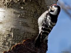 Kleine bonte specht  20240402  Vorige week maandag gaf dit spechtje goed de gelegenheid om hem vast te leggen. Vlak naast het wandelpad staat een flinke dode berk en daarin nam meneer de tijd om de schors eens goed te doorzoeken. Natuurlijk had ie mij gezien maar hij vertrouwde het wel. Ik denk dat het best goed gaat met onze kleinste timmerman.