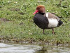 Krooneend  20240413  Ik had gisteren nog meer geluk. Eerst verschenen er meerdere krooneenden zwemmend op grote afstand. Maar onverwacht kwam een enkele krooneend, een mannetje ook nog, een stuk dichterbij zitten en even zwemmen. Dat was recht tegenover de kijkhut, nog steeds op flinke afstand maar goed voor enkele goed bruikbare foto's.