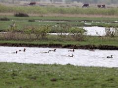 Krooneend  20240412  Op het idee gebracht door Frans ben ik gistermorgen naar het Markiezaatsmeer geweest. Geen best weer, bewolkt en af en toe nat. Na een tijdje wachten zag ik vijf mannetjes en zeker twee vrouwtjes krooneenden. Ze worden daar wel meer gezien begrijp ik nu. Pas sinds 1942 broed deze eend in Nederland. De aantallen bij ons zijn heel klein, slechts rond de 500 lees ik. Het mannetje krooneend is te herkennen aan zijn bruinoranje kop, zwarte borst en de helder koraalrode snavel. Het vrouwt