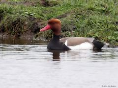 Krooneend  20240413  Ik had gisteren nog meer geluk. Eerst verschenen er meerdere krooneenden zwemmend op grote afstand. Maar onverwacht kwam een enkele krooneend, een mannetje ook nog, een stuk dichterbij zitten en even zwemmen. Dat was recht tegenover de kijkhut, nog steeds op flinke afstand maar goed voor enkele goed bruikbare foto's.