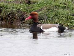 Krooneend  20240411  Markiezaatsmeer