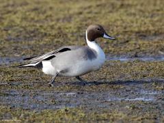 Pijlstaart  20170213  Prunjepolder