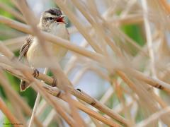 Rietzanger  20240418  Riet vormt een apart en heel belangrijk biotoop voor vogels. Een hele familie heeft dan ook als familienaam 'Rietzangers'. Een van de  belangrijkste leden daarvan is de schoenobaenus; herkenning: 13 cm, opvallende crèmekleurige wenkbrauwstreep, zwart gestreepte bruine bovendelen, ongestreepte rossige stuit, kruin kan zeer donker zijn, als van zwartkoprietzanger, maar wenkbrauwstreep meer crèmekleurig dan wit en verenkleed meer geel dan rossig, onderdelen crème met gee