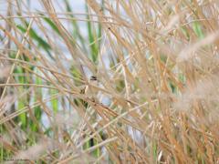 Rietzanger  20240418  Riet vormt een apart en heel belangrijk biotoop voor vogels. Een hele familie heeft dan ook als familienaam 'Rietzangers'. Een van de  belangrijkste leden daarvan is de schoenobaenus; herkenning: 13 cm, opvallende crèmekleurige wenkbrauwstreep, zwart gestreepte bruine bovendelen, ongestreepte rossige stuit, kruin kan zeer donker zijn, als van zwartkoprietzanger, maar wenkbrauwstreep meer crèmekleurig dan wit en verenkleed meer geel dan rossig, onderdelen crème met gee