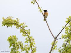 Roodborsttapuit  20240418  Houd je van wandelen in de natuur en weet je nog niet veel van vogels dan is de vraag of je al een verrekijker hebt. Zo niet, schaf er een aan is mijn advies. Er zijn tegenwoordig kijkers die het beeld elektronisch stabiliseren. Vaak houden vogels wat afstand. Je ziet ze zitten in struik of boom maar je ziet niet veel details. Met een kijker komen ze flink dichterbij en dan zie hun kenmerken pas goed. Zo zul je eerder de vogelwereld leren kennen.