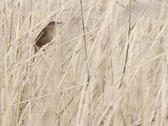 Snor  20240413  Noordpolder Calfven