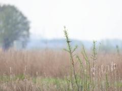 Snor  20240413  Noordpolder Calfven