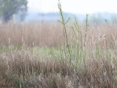 Snor  20240413  Noordpolder Calfven