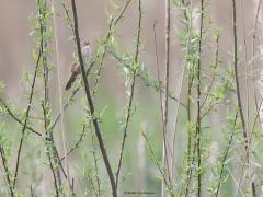 Snor  20240413  Noordpolder Calfven