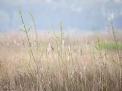 Snor  20240413  Noordpolder Calfven