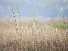 Snor  20240413  Noordpolder Calfven