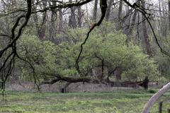 Geknakt maar niet gebroken  20240408  Eens iets anders. Ik meen een van de meest frappante bomen in Zundert. Geveld door de wind maar niet alle levenssappen gingen verloren en ook dit jaar weer vormt zich een bijzondere groene vorm. Wie weet de boom te liggen?