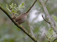 Winterkoning  20240406  Gisteren gespot in de Pannenhoef, dit kleine leuke vogeltje met een wat foute naam. Want in de winter is dit vogeltje zeker geen koning. Een echt strenge winter kan de populatie zelfs decimeren. Nee, een meer passende naam zou Zangkoning kunnen zijn. Immers, uit het fréle keeltje komt met regelmaat krachtig een mooi vierstrofen liedje. Goed herkenbaar, ook voor beginnende vogelliefhebbers.