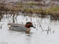 Wintertaling  20240412  De naam wintertaling doet vermoeden dat deze leuke taling bij ons in de zomer niet te vinden zou zijn. Dat klopt niet. Wel zijn de aantallen wintertalingen in de winter echt veel groter dan in de zomer. In de maanden mei, juni, juli zijn ze echter schaars. Vandaag geupload een mannetje en een vrouwtje. Anders is het bij de zomertaling. Die laat zich hier in de maanden december, januari echt niet zien.