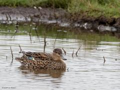 Wintertaling  20240412  De naam wintertaling doet vermoeden dat deze leuke taling bij ons in de zomer niet te vinden zou zijn. Dat klopt niet. Wel zijn de aantallen wintertalingen in de winter echt veel groter dan in de zomer. In de maanden mei, juni, juli zijn ze echter schaars. Vandaag geupload een mannetje en een vrouwtje. Anders is het bij de zomertaling. Die laat zich hier in de maanden december, januari echt niet zien.