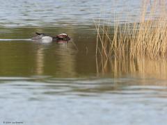 Zomertaling  20240406  Oude Buisse Heide