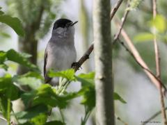 Zwartkop  20240417  In het vroege voorjaar met nog weinig blad aan bomen en struiken lukt het wel om het mannetje van de zwartkop leuk in beeld te krijgen. Meneer is een drukke zanger en verraadt zo zijn aanwezigheid. Een beetje nieuwsgierig is ie ook wel en dat betekent dat ie soms niet te ver weg in beeld te nemen is.