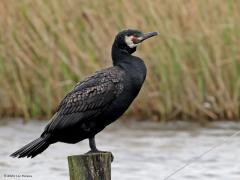 Aalscholver  20240517  Echte kolonievogels zijn het deze aparte vogels. Maar buiten de broedtijd zijn ze niet aan kolonies gebonden. In strenge winters willen onze aalscholvers wel zuidwaarts richting Middellandse Zee weg trekken. In zo'n winter kunnen hier dan weer vogels uit het Oostzeegebied en Noord-Duitsland zich laten zien. Geweldige vissers zijn het. Ze vliegen als het ware onder water waarbij ze, vreemd genoeg, tot op de huid echt nat worden.