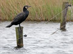 Aalscholver  20240517  Echte kolonievogels zijn het deze aparte vogels. Maar buiten de broedtijd zijn ze niet aan kolonies gebonden. In strenge winters willen onze aalscholvers wel zuidwaarts richting Middellandse Zee weg trekken. In zo'n winter kunnen hier dan weer vogels uit het Oostzeegebied en Noord-Duitsland zich laten zien. Geweldige vissers zijn het. Ze vliegen als het ware onder water waarbij ze, vreemd genoeg, tot op de huid echt nat worden.