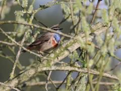 Blauwborst  20240406  Oude Buisse Heide