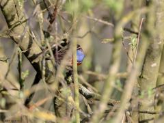 Blauwborst  20240501  Een blauwborstje is best wel een beetje nieuwsgierig maar dat betekent niet dat ie zomaar geheel vrij in beeld wil gaan zitten. Heel vaak blijft ie in een struik zitten met enkele takjes voor hem. Het witte vlekje in de blauwe borst verschilt flink in grootte bij de verschillende mannetjes.