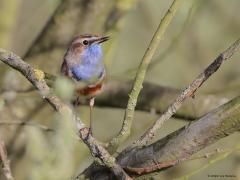 Blauwborst  20240406  Oude Buisse Heide