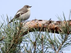 Bonte vliegenvanger  20240420  Pampas Wortel