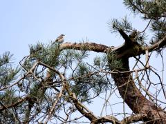 Bonte vliegenvanger  20240420  Pampas Wortel