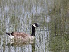 Canadese gans  20240518  Van de week rustte ik wat uit in de Oude Buisse Heide, bij de heide, op het bankje bij de Vincent-steen. Je kijkt daar uit op een stuk geplagde heide dat al wat langer geheel onder water staat. In de verte zat een koppel canadese ganzen en tot mijn verrassing kwam het stel bewust met wat geroep een heel stuk dichterbij gezwommen. Meneer was zichtbaar groter dan mevrouw. Meneer maakt ook een wat ander geluid dan mevrouw, een soort honk geluid tegen een soort hrink geluid voo