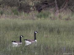 Canadese gans  20240518  Oude Buisse Heide