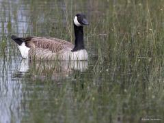 Canadese gans  20240518  Van de week rustte ik wat uit in de Oude Buisse Heide, bij de heide, op het bankje bij de Vincent-steen. Je kijkt daar uit op een stuk geplagde heide dat al wat langer geheel onder water staat. In de verte zat een koppel canadese ganzen en tot mijn verrassing kwam het stel bewust met wat geroep een heel stuk dichterbij gezwommen. Meneer was zichtbaar groter dan mevrouw. Meneer maakt ook een wat ander geluid dan mevrouw, een soort honk geluid tegen een soort hrink geluid voo