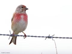 Kneu  20240504  Gisteren het vrouwtje, nu het mannetje. Is gemakkelijker te herkennen dan het vrouwtje. De rode vlekken op borst en kop zijn kenmerkend. Ook zijn liedje is te doen om te leren herkennen, doet een beetje aan een kanarie denken. Ze zitten graag bij bramenstruiken. Daar voelen ze zich veilig door al die doornen.