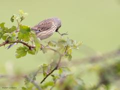 Kneu  20240503  Niet zeker dat een beginnend vogelaar dit vogeltje meteen herkent? Komt ook omdat het een vrouwtje is, die zijn vaak minder opvallend getekend. Dit vrouwtje was met nestmateriaal aan het sjouwen. Ik zag vaker een vrouwtje met nestmateriaal dan een mannetje, zouden vrouwtjes drukkere bouwvakkers zijn dan mannetjes bij deze soort?