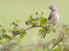 Kneu  20240503  Niet zeker dat een beginnend vogelaar dit vogeltje meteen herkent? Komt ook omdat het een vrouwtje is, die zijn vaak minder opvallend getekend. Dit vrouwtje was met nestmateriaal aan het sjouwen. Ik zag vaker een vrouwtje met nestmateriaal dan een mannetje, zouden vrouwtjes drukkere bouwvakkers zijn dan mannetjes bij deze soort?