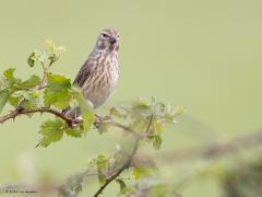 Kneu  20240503  Niet zeker dat een beginnend vogelaar dit vogeltje meteen herkent? Komt ook omdat het een vrouwtje is, die zijn vaak minder opvallend getekend. Dit vrouwtje was met nestmateriaal aan het sjouwen. Ik zag vaker een vrouwtje met nestmateriaal dan een mannetje, zouden vrouwtjes drukkere bouwvakkers zijn dan mannetjes bij deze soort?