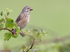 Kneu  20240503  Niet zeker dat een beginnend vogelaar dit vogeltje meteen herkent? Komt ook omdat het een vrouwtje is, die zijn vaak minder opvallend getekend. Dit vrouwtje was met nestmateriaal aan het sjouwen. Ik zag vaker een vrouwtje met nestmateriaal dan een mannetje, zouden vrouwtjes drukkere bouwvakkers zijn dan mannetjes bij deze soort?