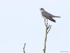 Koekoek  20240502  Een koekoek wil dat zijn roep ver te horen is. Daarom zit ie graag hoog en in een vrije ruimte. Zoals hier in de top van een dode boom. Regelmatig strijkt hij neer op dezelfde plaats, ze houden er dus een soort zangposten op na. En zijn die trouw want twee jaar terug fotografeerde ik een koekoek op dezelfde plaats. Wellicht zelfs dezelfde koekoek?