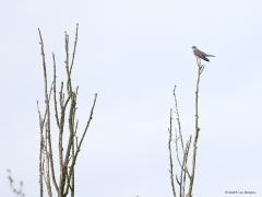 Koekoek  20240502  Een koekoek wil dat zijn roep ver te horen is. Daarom zit ie graag hoog en in een vrije ruimte. Zoals hier in de top van een dode boom. Regelmatig strijkt hij neer op dezelfde plaats, ze houden er dus een soort zangposten op na. En zijn die trouw want twee jaar terug fotografeerde ik een koekoek op dezelfde plaats. Wellicht zelfs dezelfde koekoek?