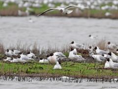 Kokmeeuw  20240429  De bekende kokmeeuwenkolonie in de Schakerloopolder. Vol is vol krijst die ene naar die andere in de lucht. Maar dat valt wel mee, meestal kan er nog wel eentje bij. Alois wees er al eens op, er kan een enkele wat roze getinte kokmeeuw tussen zitten. Gesteld wordt dat dat roze kan komen door het gegeten voedsel, rode kreeftjes wellicht?