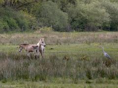 Konik Meerkoet  20240428  Weer veel nieuw leven in het land. Zowel groot als klein. Zowel mooi als lelijk.