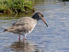 Tureluur  20240514  Hier in Zundert kun je hem af en toe aantreffen maar je moet voor hem vooral in Zeeland of op de Wadden zijn. Het gaat niet best met de tureluur. Het aantal broedparen neemt de laatste jaren af. Het wordt steeds moeilijker voor hen om een goed biotoop te vinden. Ze hebben veel water nodig met drassige oevers. Gelukkig ligt voor ons Zeeland niet al te ver weg.