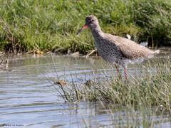 Tureluur  20240514  Hier in Zundert kun je hem af en toe aantreffen maar je moet voor hem vooral in Zeeland of op de Wadden zijn. Het gaat niet best met de tureluur. Het aantal broedparen neemt de laatste jaren af. Het wordt steeds moeilijker voor hen om een goed biotoop te vinden. Ze hebben veel water nodig met drassige oevers. Gelukkig ligt voor ons Zeeland niet al te ver weg.