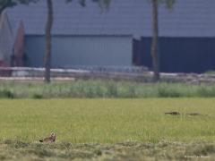 Velduil  20240512  Ik kreeg een tip dat er in Zundert velduilen werden gezien. Gisteravond mijn kans gewaagd. En inderdaad, zelfs twee velduilen lieten zich even zien. Ondanks de grote afstand en de nog tegenvallende  warmtetrillingen in de lucht enkele foto's kunnen maken. Blijft een mooi gezicht.