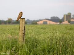 Velduil  20240520  Ondanks de slechte weersverwachting gisteravond toch nog even weg geweest. De verwachting kwam helaas uit, het begon te regenen. Nog even onder een paraplu gezeten maar het werd te gek. Spullen ingepakt en naar huis gereden. Maar wat een geluk, onderweg zag ik een velduil op een eenzame weipaal zitten. In de regen, misschien wel dat daarom geen rondjes werden gevlogen zoals meer gebruikelijk is. De velduil had geen haast en gaf me de gelegenheid om enkele opnames te maken. Het was to