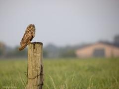 Velduil  20240520  Ondanks de slechte weersverwachting gisteravond toch nog even weg geweest. De verwachting kwam helaas uit, het begon te regenen. Nog even onder een paraplu gezeten maar het werd te gek. Spullen ingepakt en naar huis gereden. Maar wat een geluk, onderweg zag ik een velduil op een eenzame weipaal zitten. In de regen, misschien wel dat daarom geen rondjes werden gevlogen zoals meer gebruikelijk is. De velduil had geen haast en gaf me de gelegenheid om enkele opnames te maken. Het was to